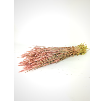 Tarwe 'Frosted Pink' | gehele bos