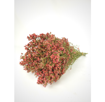 Limonium 'diamond red'