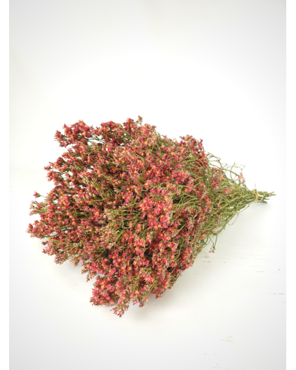 Limonium 'diamond red'