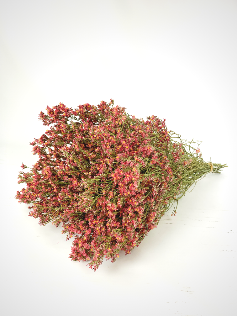 Limonium 'Diamond red'