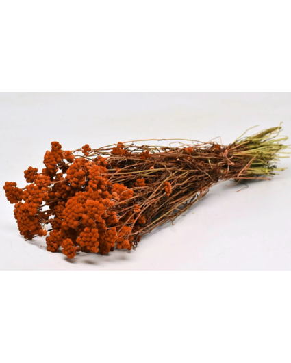 Lonas 'oranje' | gehele bos