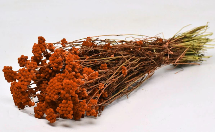 Lonas 'oranje' | gehele bos