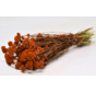 Lonas 'oranje' | gehele bos
