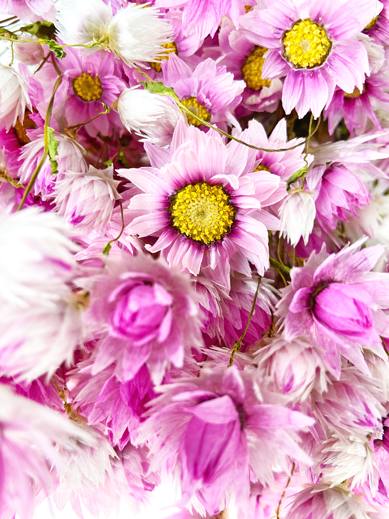Rhodante 'roze'