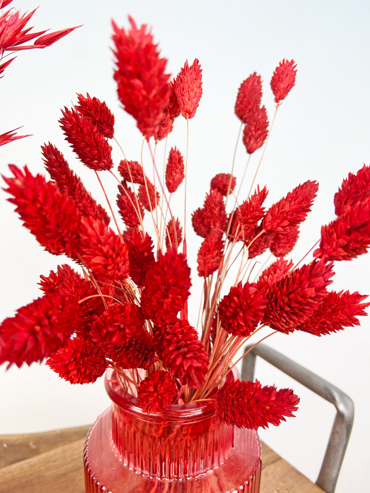 Droogbloemen set in rode vaasjes | 30cm