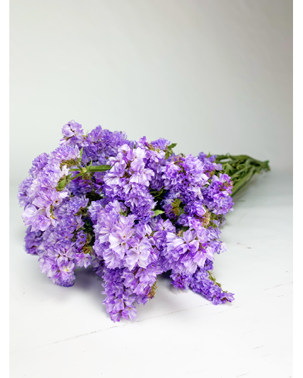 Statice Sinuata 'Lavendel' - deluxe