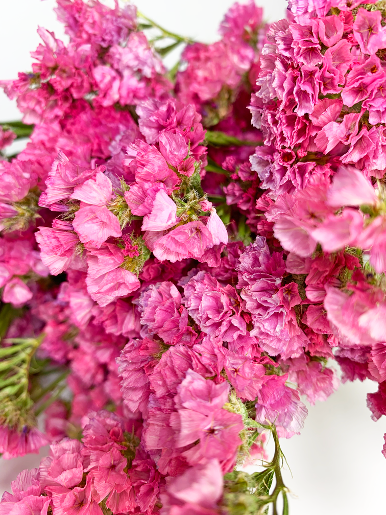 Statice Sinuata 'hot pink' - deluxe