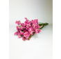 Statice Sinuata 'hot pink' - deluxe