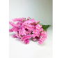 Statice Sinuata 'soft pink' - deluxe