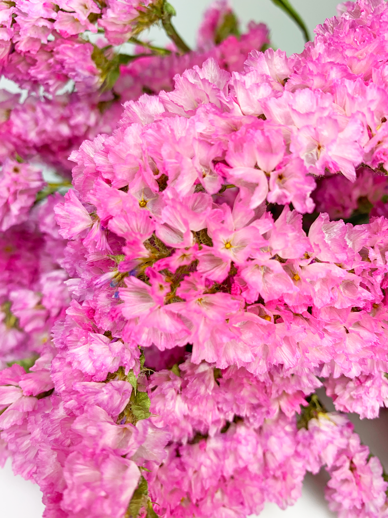 Statice Sinuata 'soft pink' - deluxe