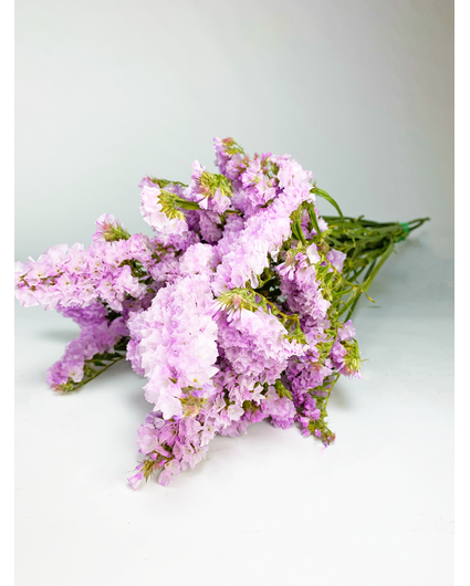 Statice Sinuata 'pastel pink' - deluxe