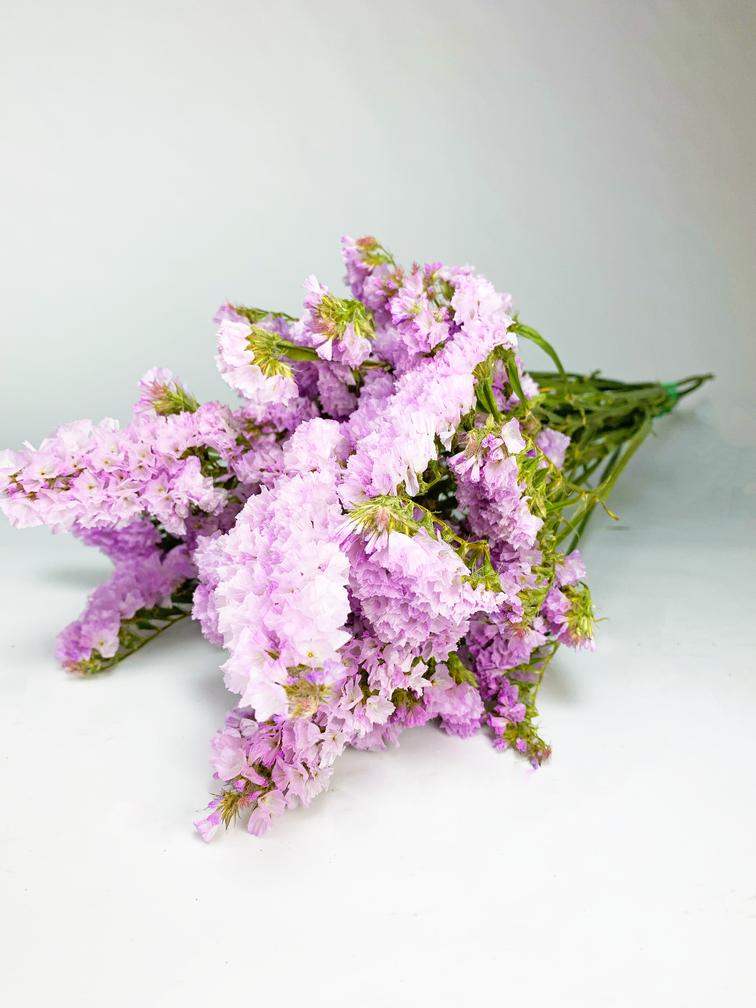 Statice Sinuata 'pastel pink' - deluxe