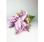Statice Sinuata 'pastel pink' - deluxe
