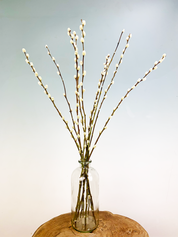 Wilgenkatjes | 3 kleuren