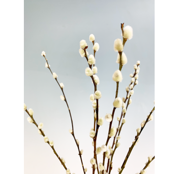 Wilgenkatjes | 3 kleuren