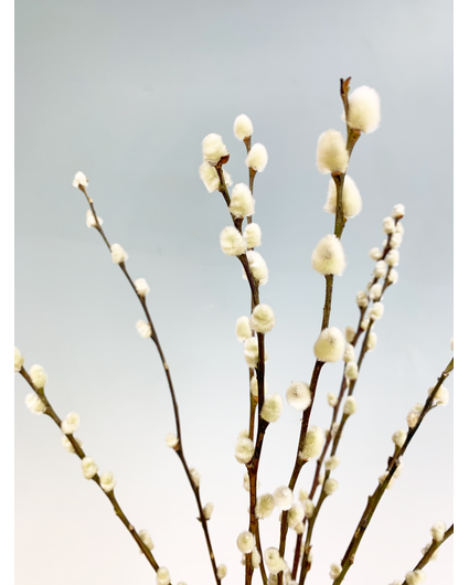 Wilgenkatjes | 3 kleuren