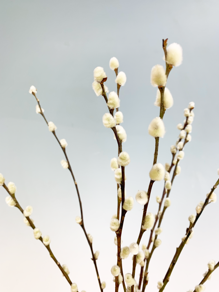 Wilgenkatjes | 3 kleuren