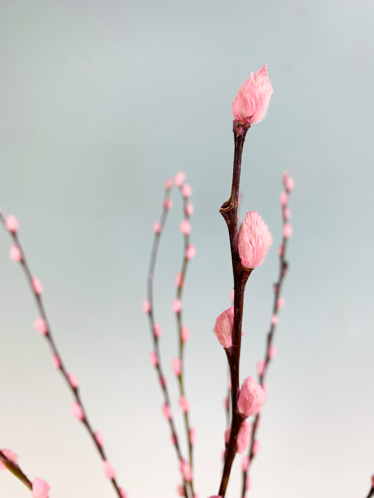 Wilgenkatjes | 3 kleuren