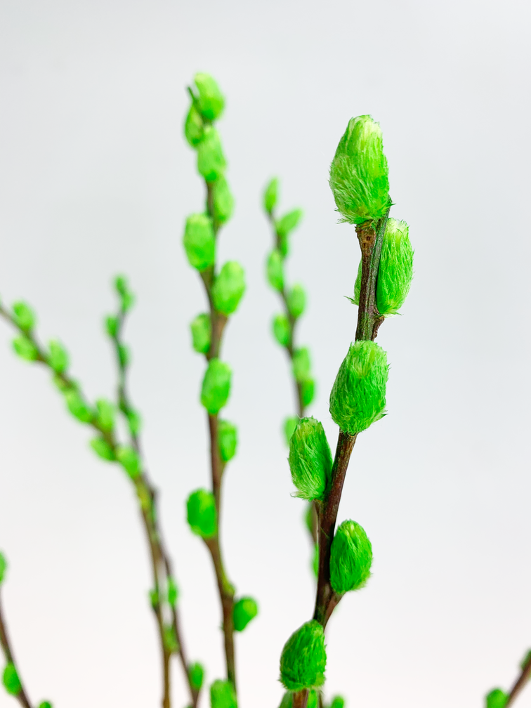 Wilgenkatjes | 3 kleuren