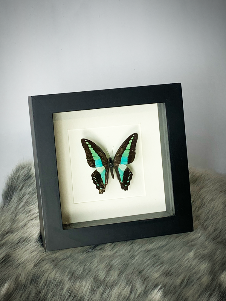 Graphium Milon | In zwarte lijst | 15x15cm