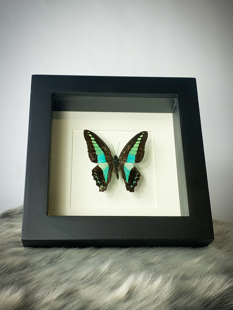 Graphium Milon | In zwarte lijst | 15x15cm