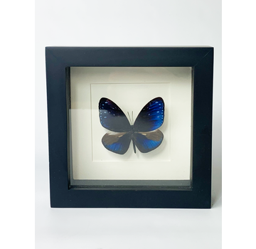 Euploea Mulciber | In zwarte lijst | 15x15cm