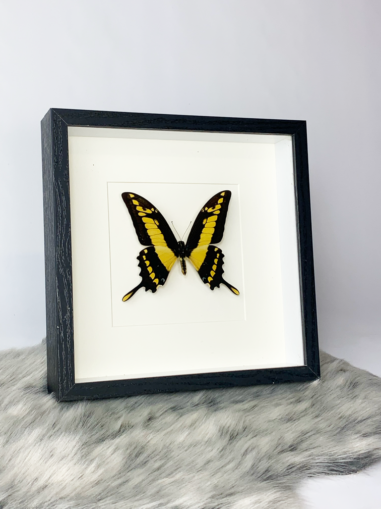 Papilio Thoas in lijst
