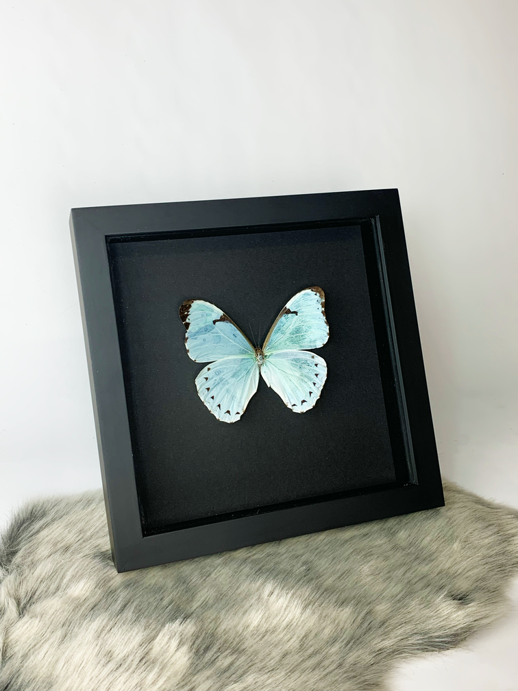 Morpho Catenarius in lijst