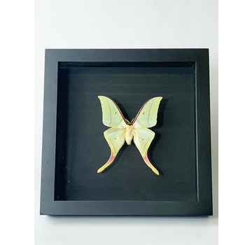 Actias Luna in lijst