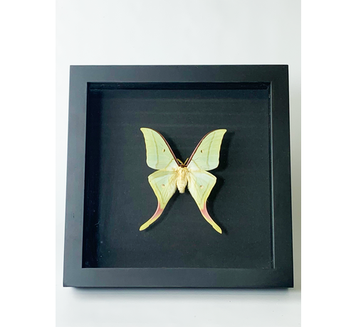 Actias Luna in lijst