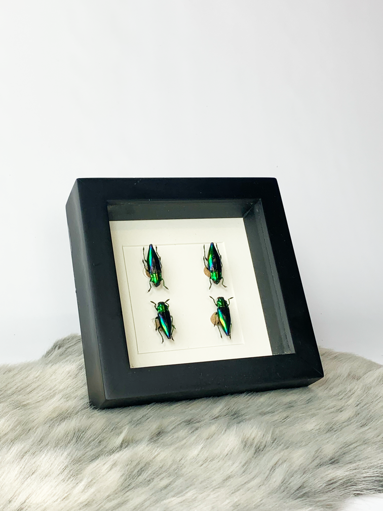 Chrysochroa Aurora | In zwarte lijst | 15x15cm