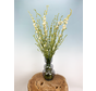 Droogbloemen boeket "Natural Delphinium" |  70cm