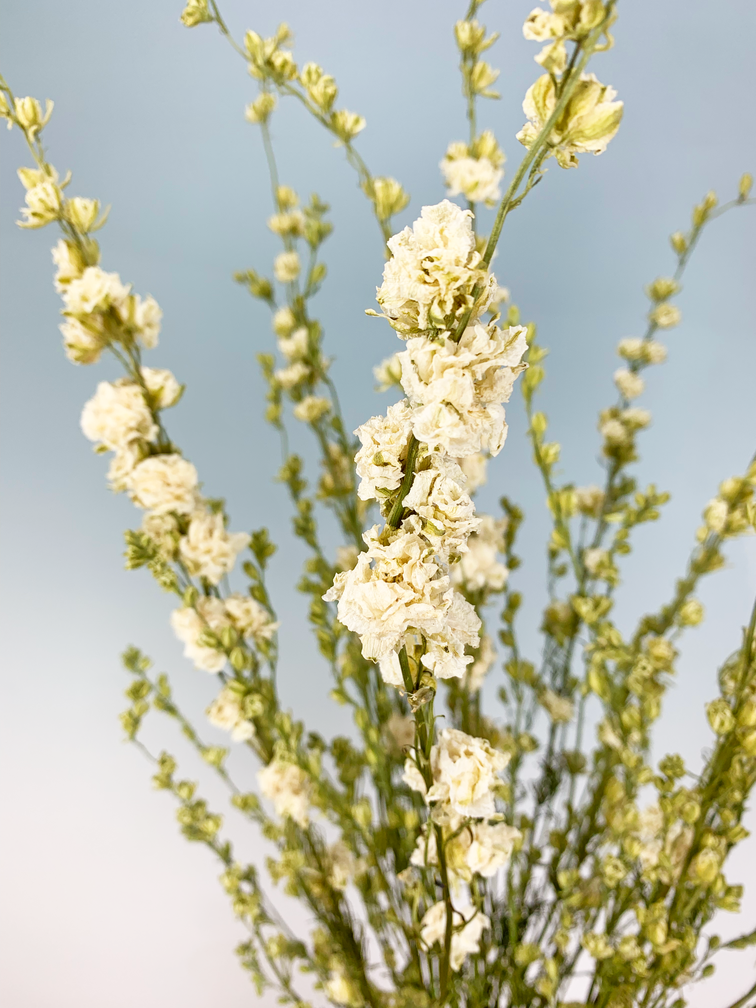Droogbloemen boeket "Natural Delphinium" |  70cm