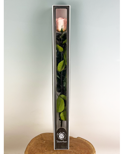 Longlife Roos 'Pink' 70 cm in giftbox