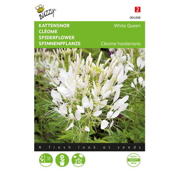 Buzzy® Cleome, Kattensnor White Queen