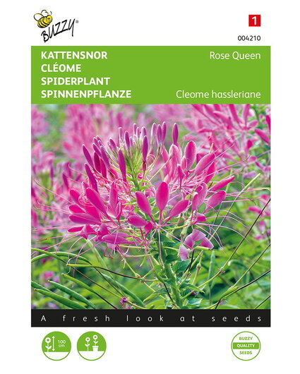 Buzzy® Cleome, Kattensnor Rose Queen