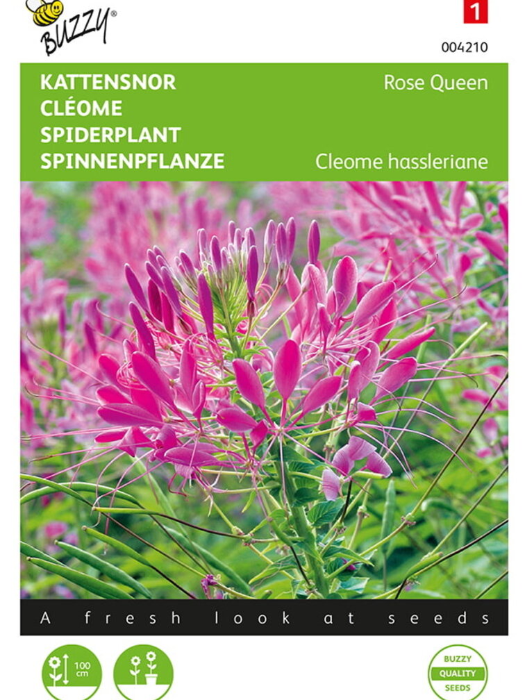 Buzzy® Cleome, Kattensnor Rose Queen