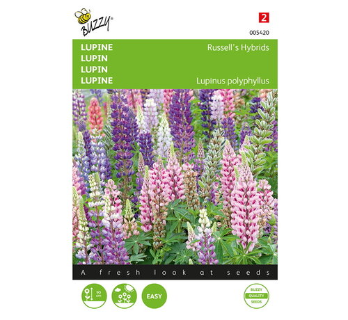Buzzy® Buzzy® Lupinus, Lupine Russell’s Hybrids gemengd
