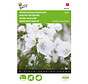 Buzzy® Malva, Muskuskaasjeskruid Alba wit