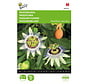 Buzzy® Passiflora, Passiebloem
