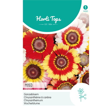 HT HT Chrysanthemum, Ganzebloem gemengd