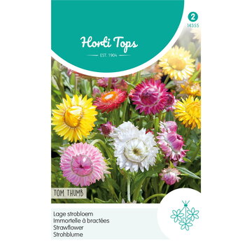 HT HT Helichrysum, lage Strobloem Tom Thumb