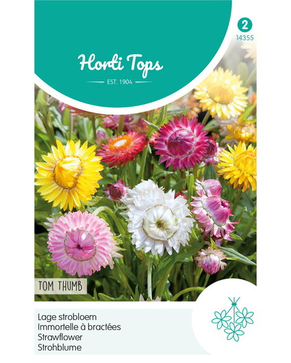 HT HT Helichrysum, lage Strobloem Tom Thumb