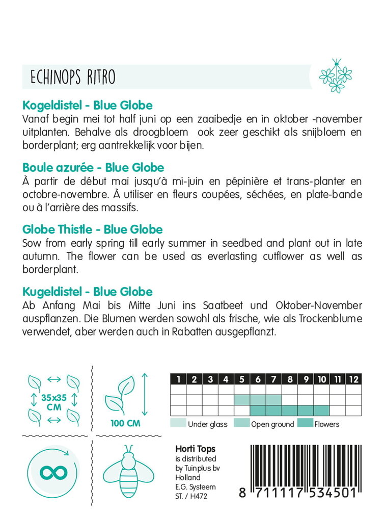 HT Echinops, Kogeldistel Blue Globe