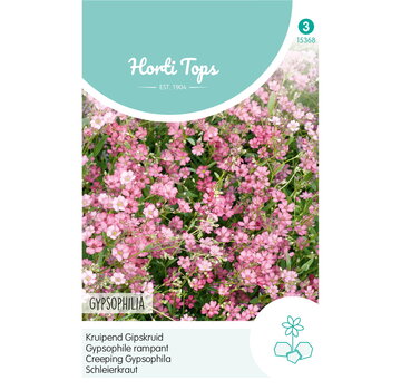 HT HT Gypsophila, kruipend Gipskruid rose