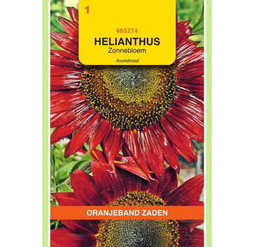 OBZ OBZ Helianthus, Zonnebloem Avondrood
