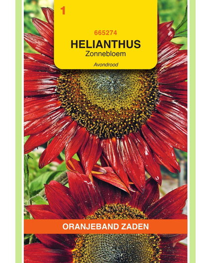 OBZ OBZ Helianthus, Zonnebloem Avondrood