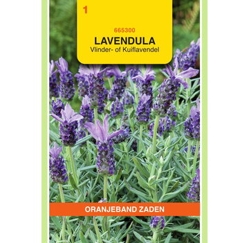 OBZ OBZ Lavendel, Vlinder- of Kuiflavendel