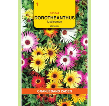 OBZ OBZ Dorotheanthus, IJsbloemen gemengd