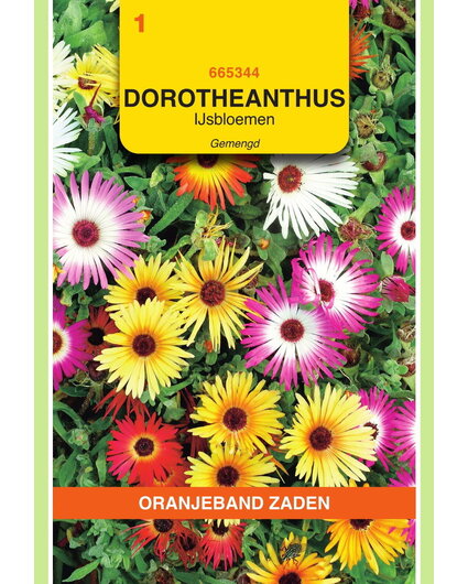 OBZ OBZ Dorotheanthus, IJsbloemen gemengd